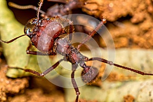 Leaf cutter ant, scientific name Atta ssp aka Sauva ant  -  macro photography of a Leafcutter ant in the anthill, macro photograph