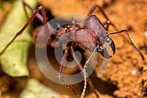 Leaf cutter ant, scientific name Atta ssp aka Sauva ant  -  macro photography of a Leafcutter ant in the anthill, macro photograph
