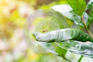 Leaf Cutter Ant walking on green leaf. Macro photography with sunshine morning