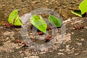 Leaf Cutter Ants