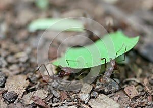 Leaf Cutter Ants