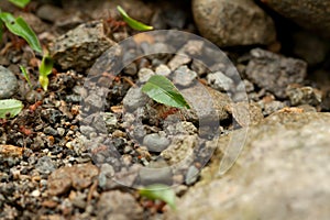 Leaf cutter ants