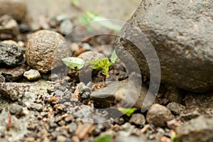 Leaf cutter ants