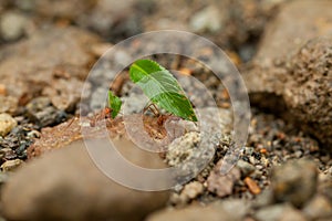 Leaf cutter ants