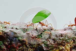 Leaf cutter ants at work