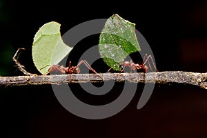Leaf cutter ants, carrying leaf, black background.