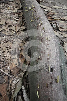 Leaf Cutter Ants In a Column on a Tree Root