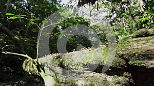 leaf cutter ants crawling across a fallen tree in rainforest