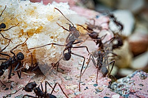 Leaf cutter ants