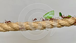 Leaf cutter ants walk the tightrope back to the nest