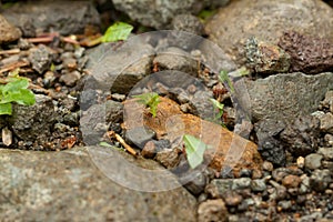 Leaf-cutter Ants at Work in Costa Rica