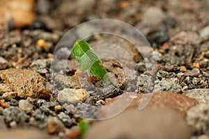 Leaf-cutter Ants at Work in Costa Rica