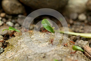 Leaf-cutter Ants at Work in Costa Rica