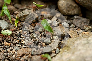 Leaf-cutter Ants at Work in Costa Rica