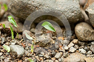 Leaf-cutter Ants at Work in Costa Rica