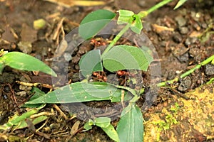Leaf cutter ants at work, transporting small pieces of cutted leaves to their anthill. Atta cephalotes, zampopas, Costa Rica