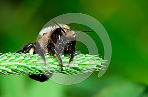 Leaf cutter bee