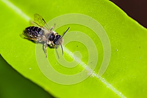 Leaf cutter bee