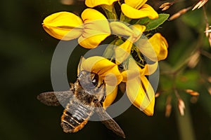 Leaf Cutter Bee