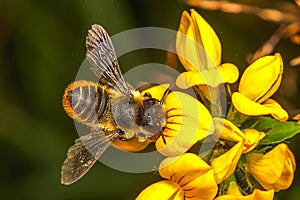 Leaf Cutter Bee