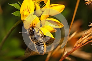 Leaf Cutter Bee