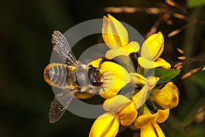 Leaf Cutter Bee