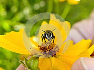 Leaf cutter bee