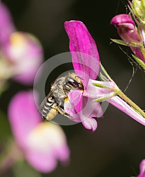 Leaf-cutter bee