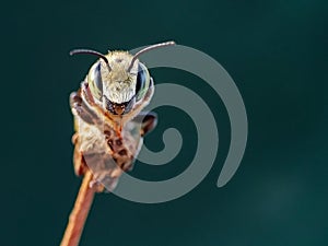 Leaf cutter bee face