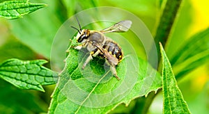 Leaf cutter bee