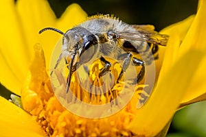 Leaf cutter bee