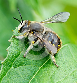 Leaf Cutter Bee.