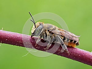 Leaf Cutter Bee