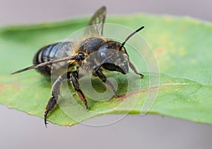 Leaf Cutter Bee