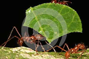 Leaf-cutting ant photo