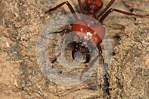 Leaf cutting ant, Venezuela