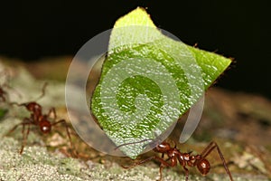 Leaf-cutting ants