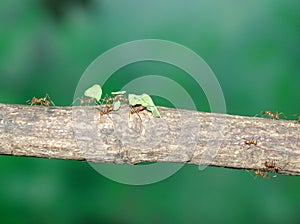 Leaf-Cutting Ants img