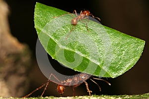 Leaf-cutting ants