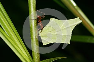 Leaf-cutting Atta ant