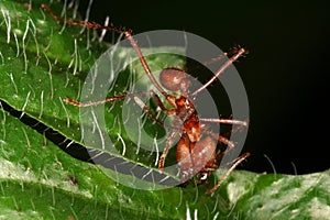 Leaf-cutting Atta ant photo