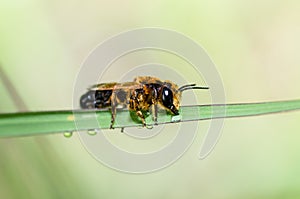 Leaf-cutting bee in macro green nature