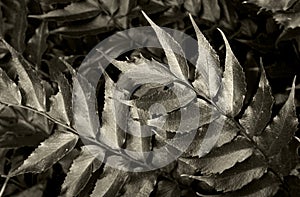 Leaf of Cycad in black and white