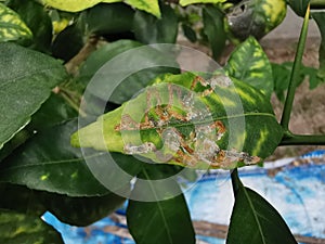 Leaf damage from canker disease and  citrus leaf miner