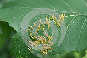 Leaf Damage by Mites