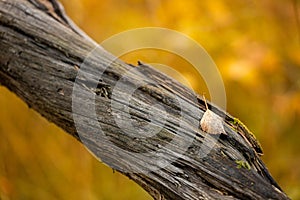 Leaf on dead tree in autumn forest