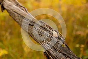 Leaf on dead tree in autumn forest