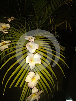 A leaf decorated with another plants flowers
