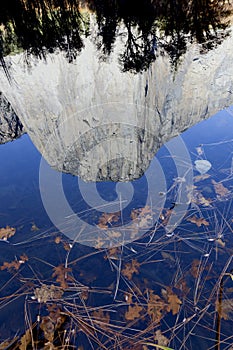 Leaf Detail, Merced River, Yosemite