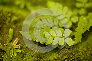 Leaf Detail with Moss